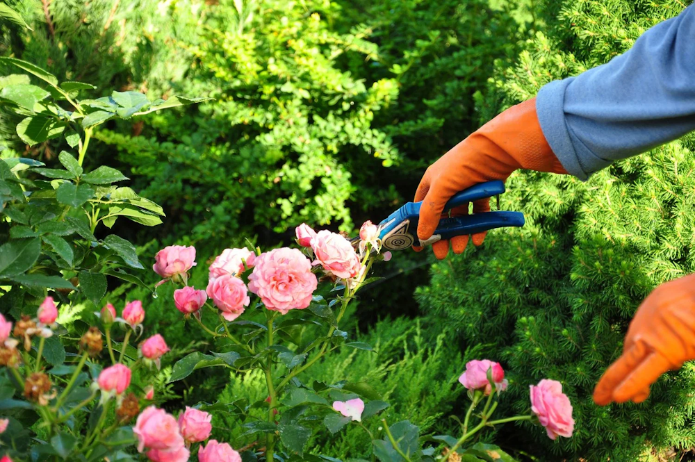Protecting roses from heat stress in summer