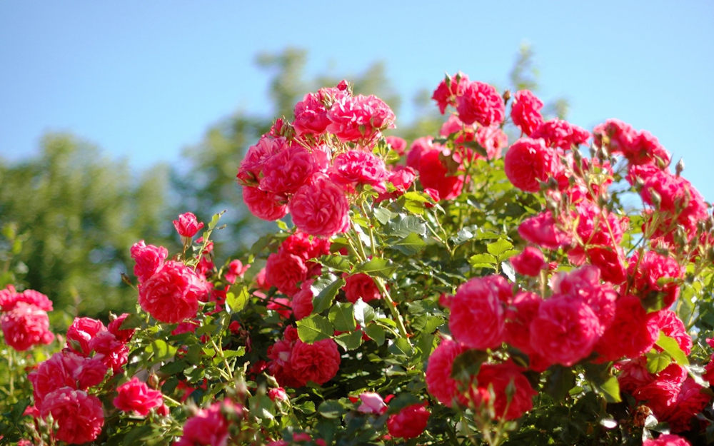 Fertilizing roses for healthy blooms in the summer