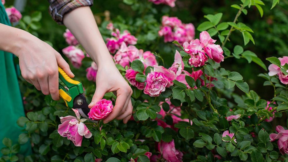 Pruning roses to promote summer growth